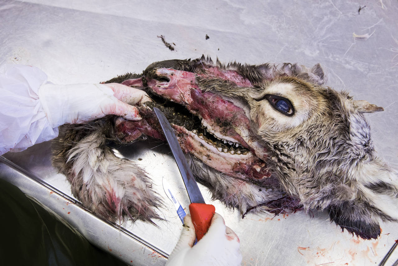 Mattilsynet opplyser at funnet av skrantesyke på en hjort i Møre og Romsdal, ikke er av den alvorligste typen. Illustrasjonsbilde. Foto: Tore Meek / NTB scanpix