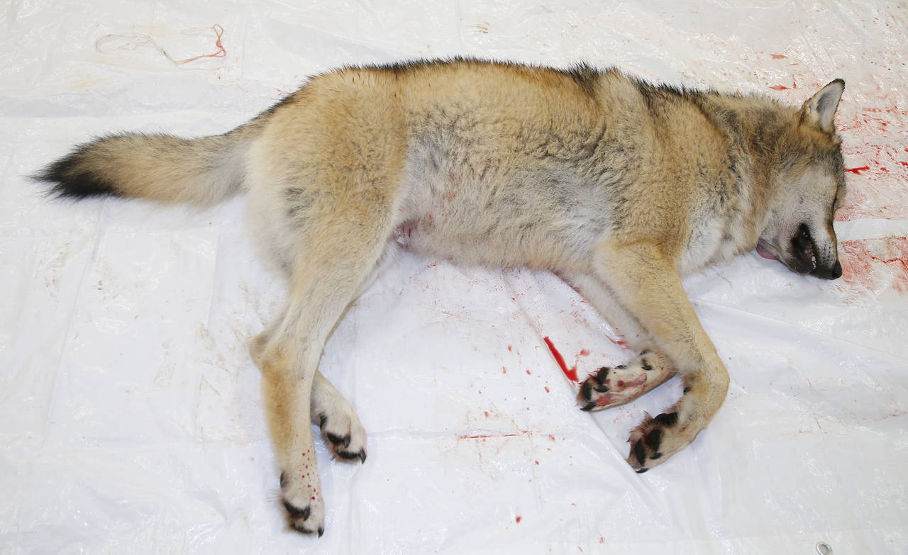 Denne ulven ble skutt i Ringsaker i november i fjor. WWF mener lisensjakta på ulv slik den foregår er ulovlig og har saksøkt staten. Foto: Foto: Terje Pedersen / NTB scanpix
