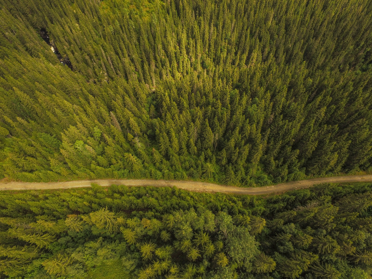 ET LITE STYKKE NORGE: Om lag 38 prosent av landet vårt er skogkledd, ifølge treekspert Arnodd Håpnes. FOTO: Stian Lysberg Solum / NTB scanpix